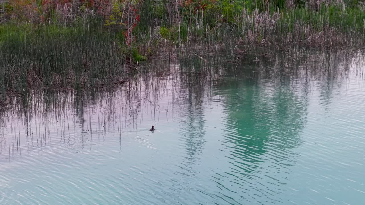 Aerial drone footage of a calm turquoise lake bordered by dense reeds and trees in a natural wetland
