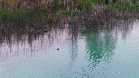 aerial drone footage of a calm turquoise lake bordered by dense reeds and trees in a natural wetland