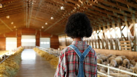 vista trasera de una agricultora afroamericana con traje de mezclilla caminando en un establo con rebaño de ovejas