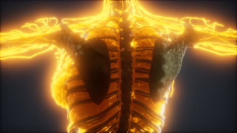 colorful human body animation showing bones and organs