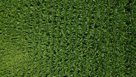 aerial view of a lush green crop field