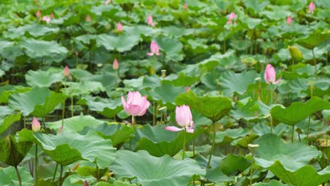nature elegant pink lotus in taiwan taipei botanic garden