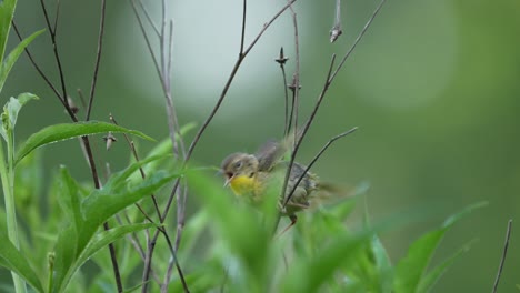 Eine-Gewöhnliche-Gelbkehle,-Die-In-Den-Grünen-Büschen-Eines-Naturschutzgebietes-Umherflattert