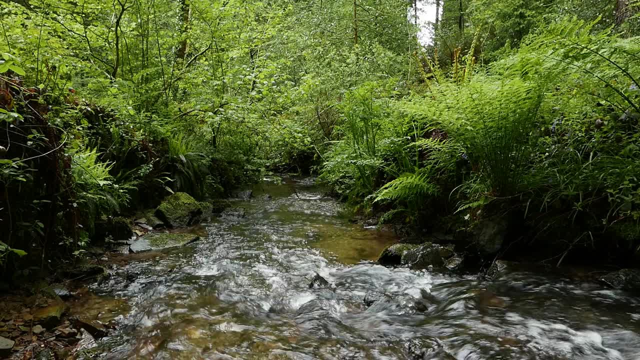 Čistý lesní potok protékající bujnou vegetací