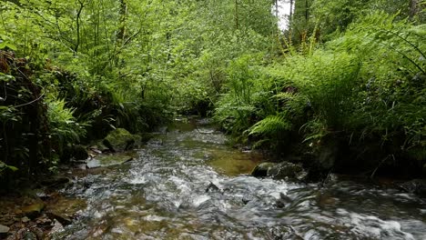 a clear woodland stream flowing through lush vegetation