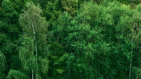 Vista-De-Drones-De-árboles-Verdes-Que-Crecen-En-Un-Lago