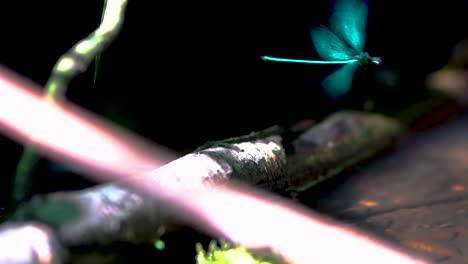 Close-up-of-a-blue-dragonfly-perched-on-reed,-Ebony-Jewelwing-flying-away-in-slowmotion