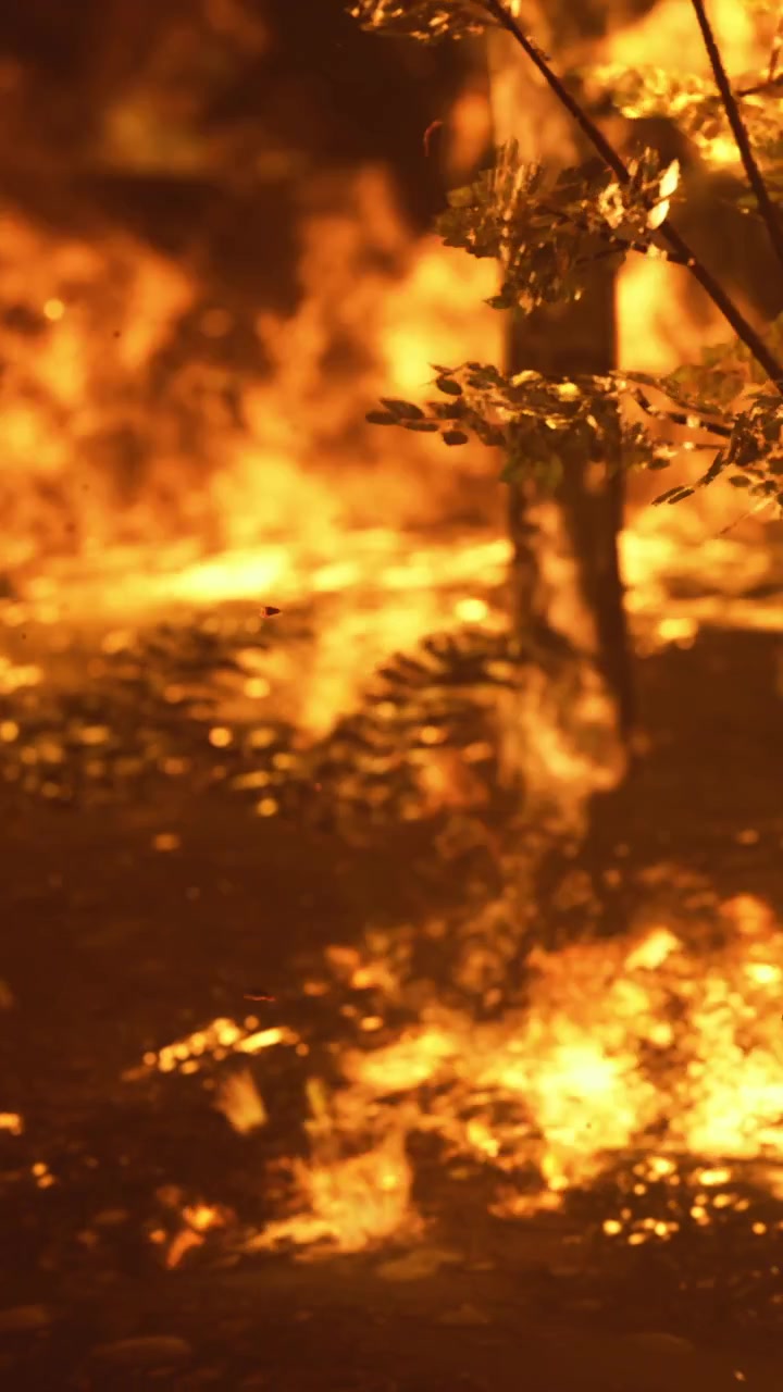 Api menyebar di tanah dekat pepohonan di hutan pada malam hari.