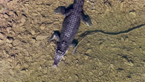 drone footage captures a saltwater crocodile swimming in clear waters of port douglas, showcasing its natural habitat and movement