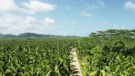 Straight-road-among-palm-trees-on-Siargao-Island,-Philippines