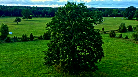 big old tree on agricultural field with forest in the background and white bales of straw - truck shot and panning shot