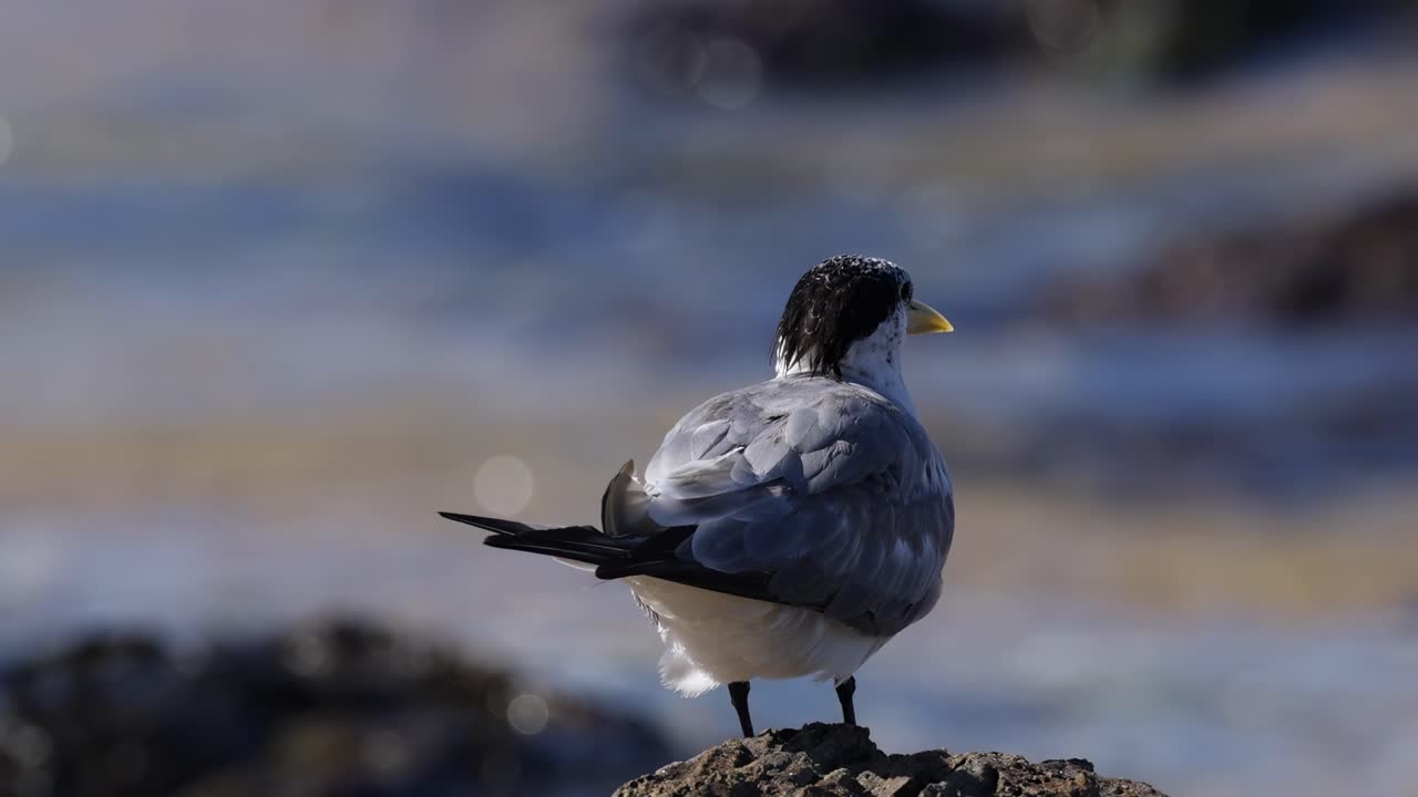 A lone seabird stands on a rocky shore, gazing at the ocean under bright daylight.