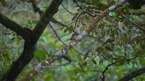 Männlicher-Gebänderter-Eisvogel-Sieht-Ruhig-Aus,-Thront-Auf-Einem-Baum-Zwischen-Den-Blättern