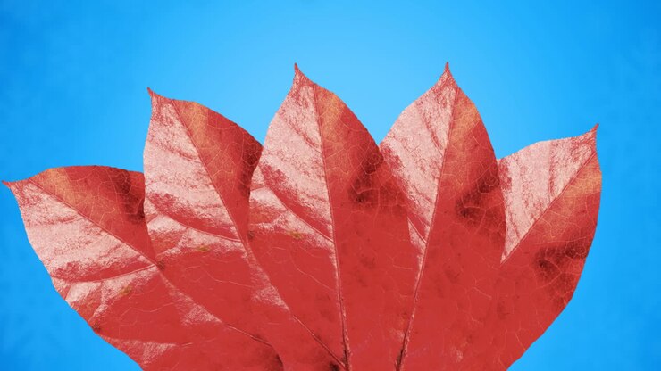 Animation of red autumn leaves on blue background