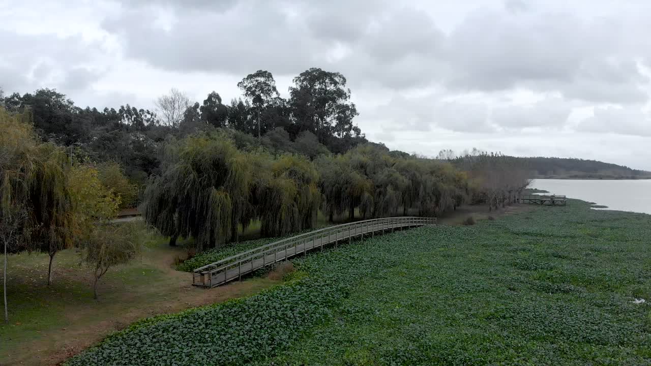 vista aérea de un hermoso puente de pasarela de madera en la orilla del lago lleno de jacinto de agua