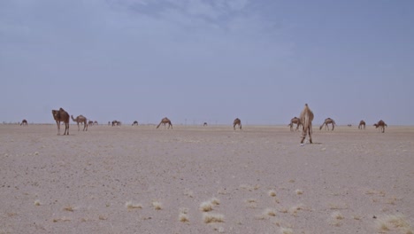 -A-caravan-of-Camels-grazing-in-the-desert-A-herd-of-camels-eating-grass-and-moving-around-in-the-desert