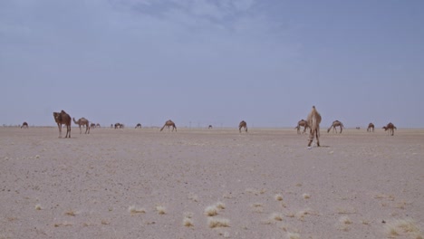 una caravana de camellos pastando en el desierto un rebaño de camellos comiendo hierba y moviéndose por el desierto