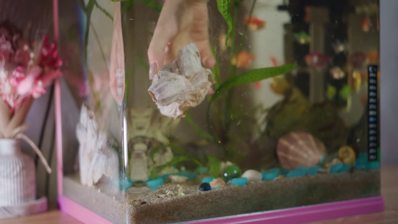 Hand adjusting large seashell decoration inside aquarium with colorful fish, green plants, blue stones, sandy bottom, showing detail of care, maintenance, and interaction to enhance underwater environment