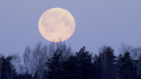 Moonset-over-forest-trees-in-early-morning-colorful-sky-timelapse