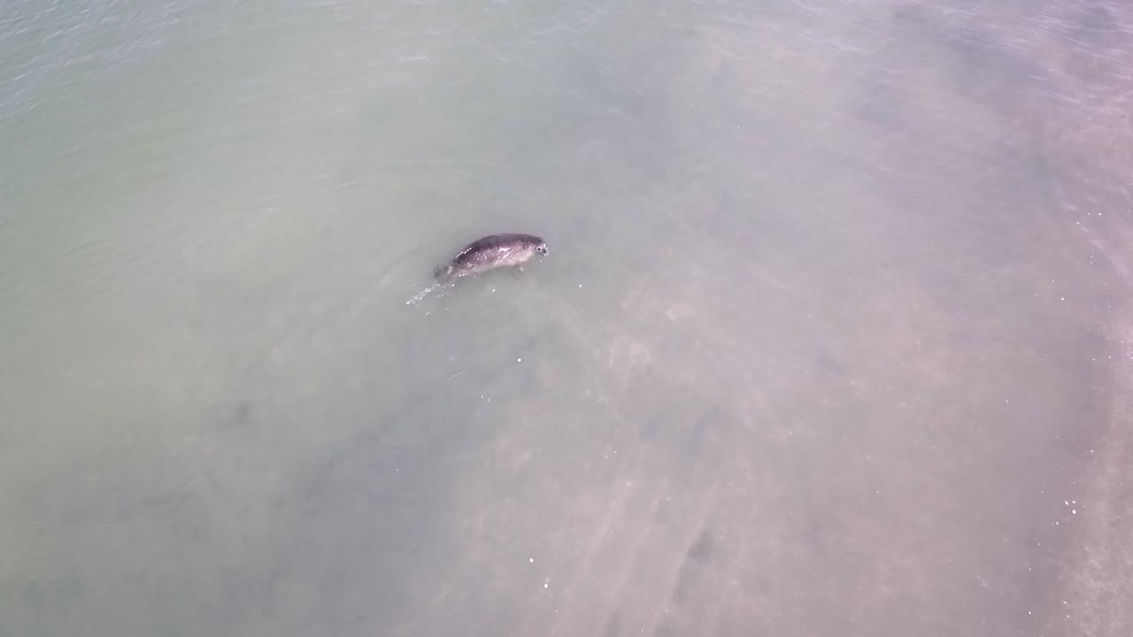 네덜란드에서 재활 치료를 마치고 풀려난 바다표범이 헤엄치는 모습