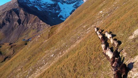 herd of white annd brown sheep grazing on alpine pasture in bright summer day in tyrol