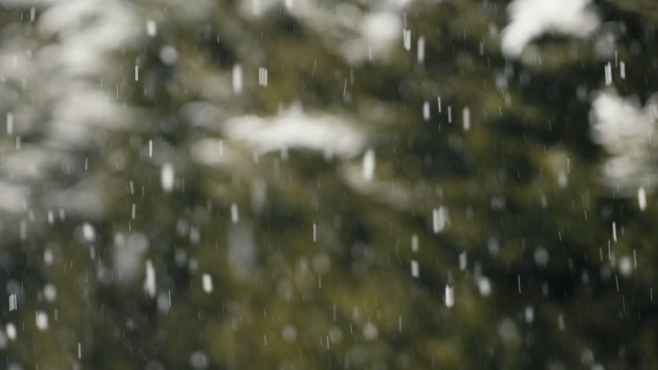 Snow falling in front of green leafy blurry background