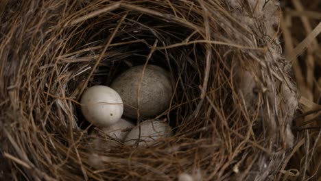 bird's nest and eggs close up