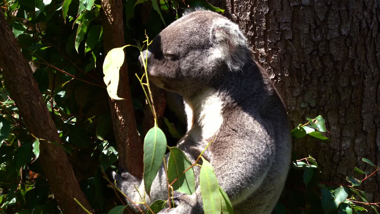 foto de cerca de un lindo comedor quisquilloso koala, phascolarctos cinereus visto colgando en el árbol, comiendo hojas de eucalipto bajo la luz del sol brillante con los ojos cerrados, una especie de animal nativo de australia