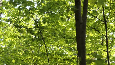 view of lush green foliage with bird perching on tree branches - wide shot