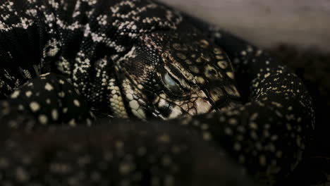 cinematic close up shot of argentine tegu salvator merianae sleeping