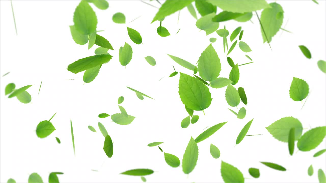 아름다운 순서로 떨어지는 녹색 잎