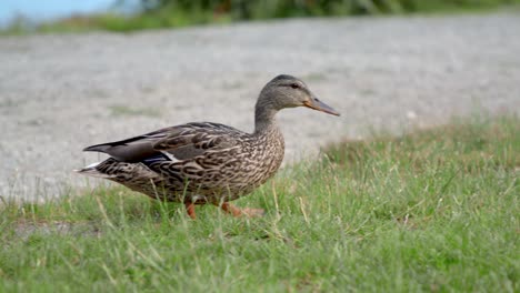 Weibliche-Stockente,-Die-Auf-Gras-Läuft-Und-Nach-Nahrung-Sucht