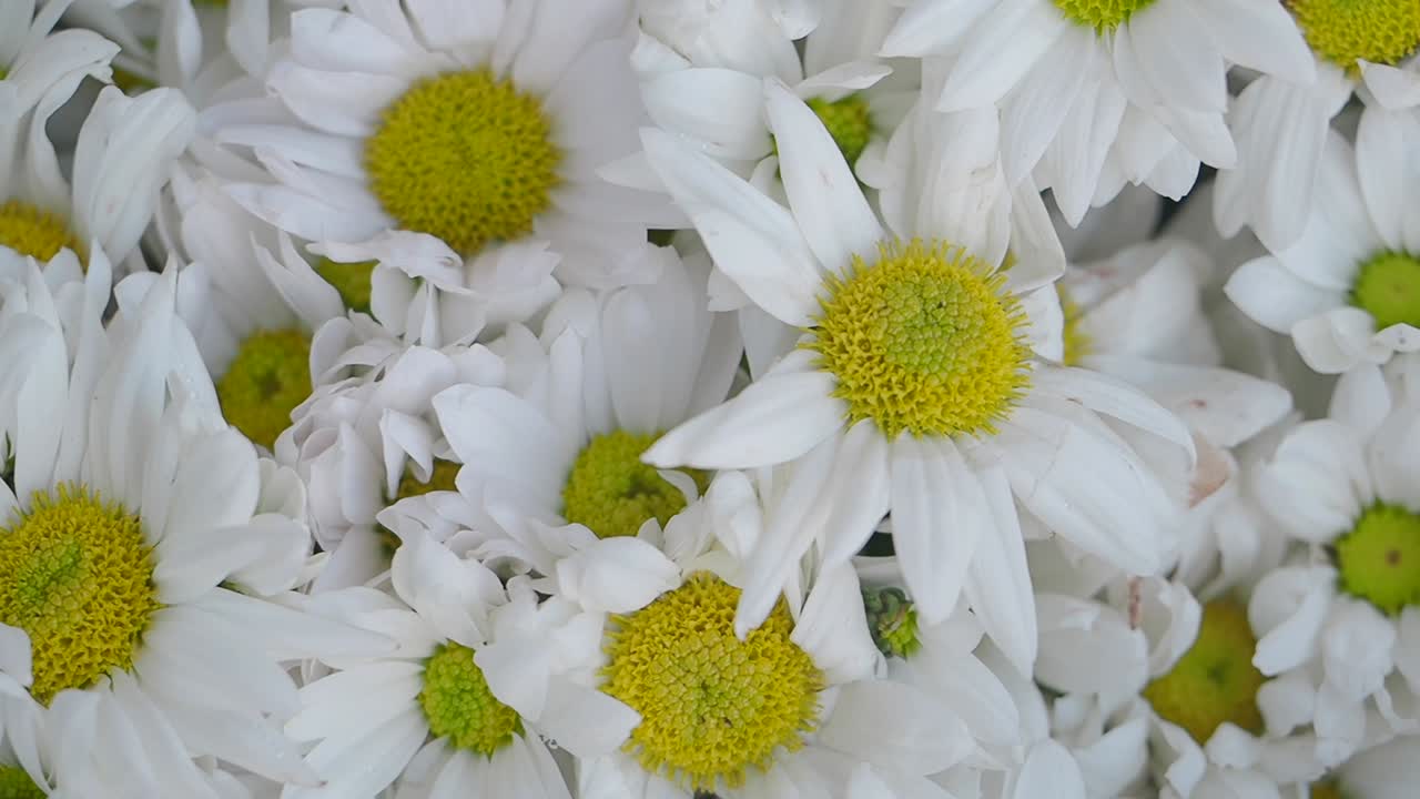 黄色い中心部を持つ白いデイジーの花のクローズアップ