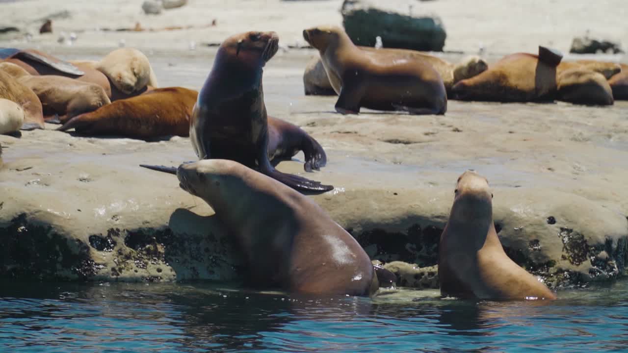 Sjölejon som kopplar av i solen vid Patagoniens kustlinje - slow motion