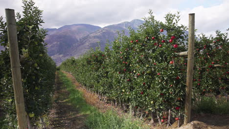 hileras de manzanos en un huerto, montañas en segundo plano.