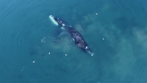 Group-of-Whales-and-Seagulls-floating-on-the-flat-surface-of-the-sea---Aerial-zoom-out-shot