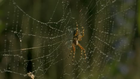 araña en la red besada por el rocío