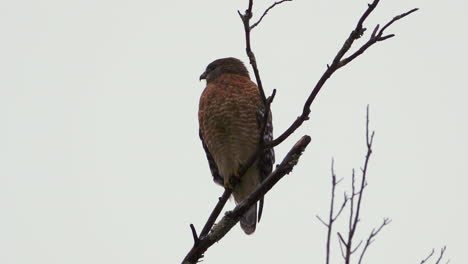 Red-shouldered-hawk-perched-on-a-large,-barren-branch-in-the-pouring-rain