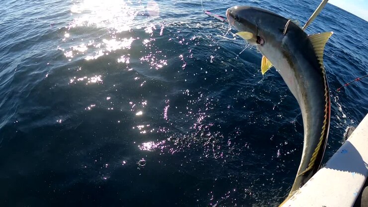 Gaffer readies to work with fisherman as yellowtail fish is brought onto boat