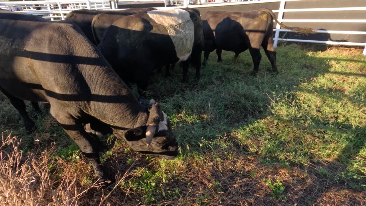 소 들 이 목초지 에서 먹이 를 먹고 사교 를 나누고 있다