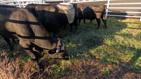 cows grazing and socializing in a pen