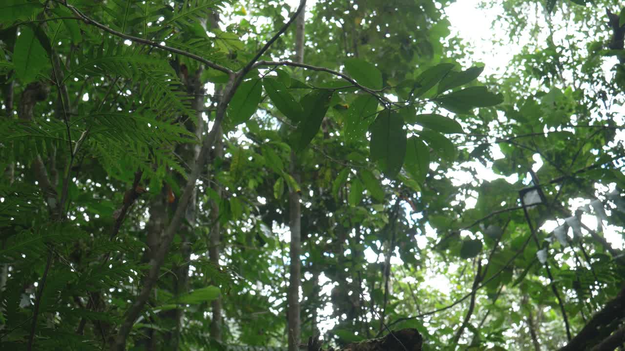 A close-up shot captures the rugged texture of an Amazonian tree trunk, its weathered bark marked by the passage of time and the jungle’s constant embrace.