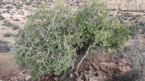 Ramas-Del-árbol-De-Argán-Con-Nueces-Maduras-Y-Hojas-Verdes-10