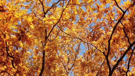 autumn oak leaves.