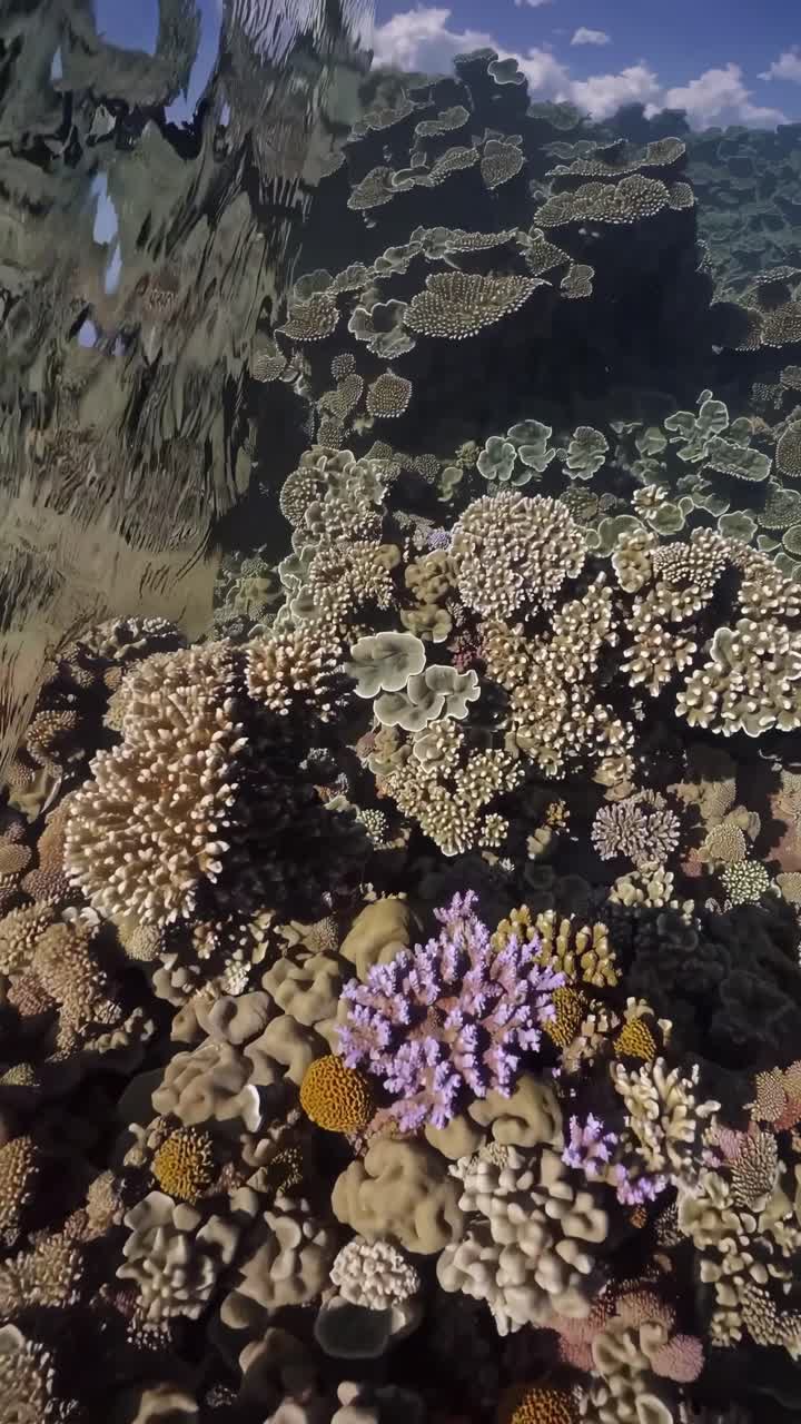 Un video aereo cattura una splendida vista dall'alto di una spiaggia tropicale con acque limpide e turchesi.