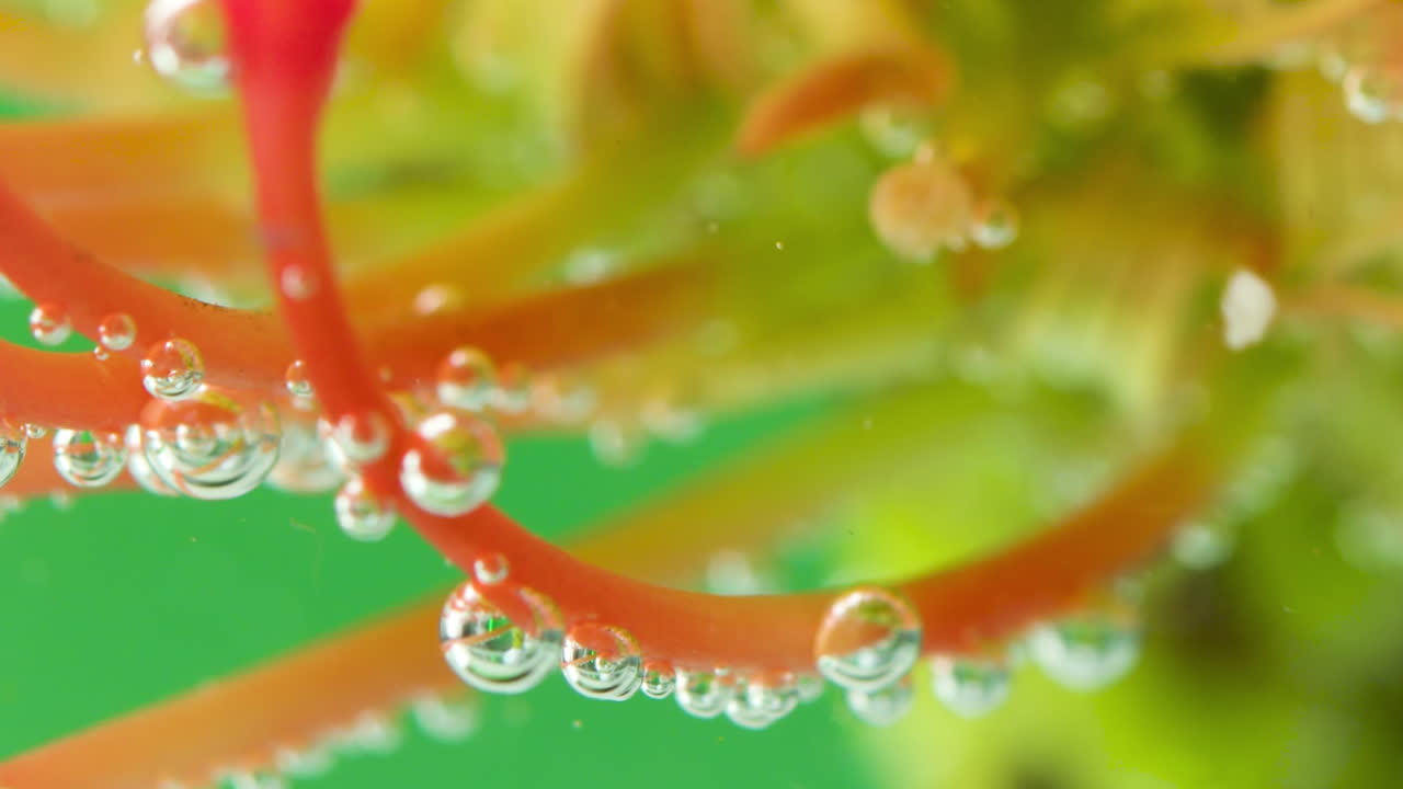 Vibrant Flower Stem with Bubbles Underwater