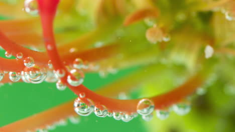 vibrant flower stem with bubbles underwater