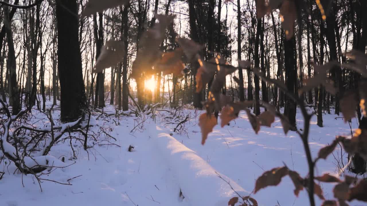 O pôr-do-sol da floresta de Inverno
