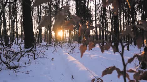 winter forest sunset