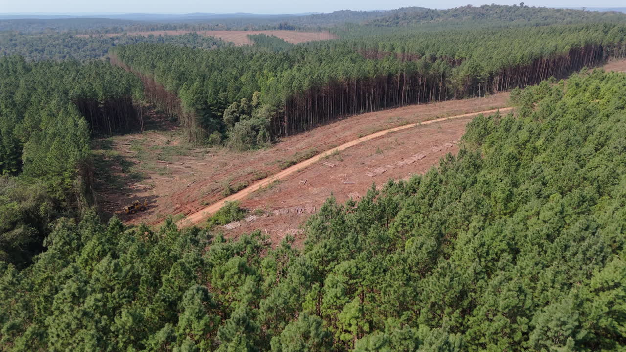Aerial dolly over clear cut forest, deforestation in a pine tree plantation, with tree stumps visible and piles of logs